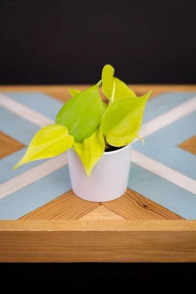 Philodendron 'Lemon Lime' (mini)