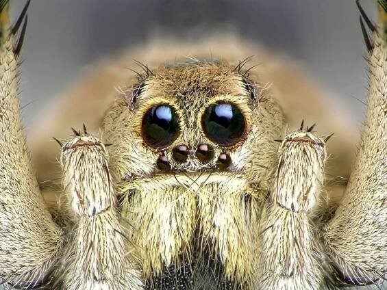 Nic pro arachnofobiky!
