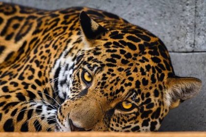 Jaguar Trek přilákal do zlínské zoo davy návštěvníků. Dany už se hrdě ukazoval, Yuna je zatím stydlivá