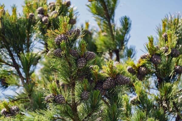 limba: botanika borovice limba, Pinus cembra