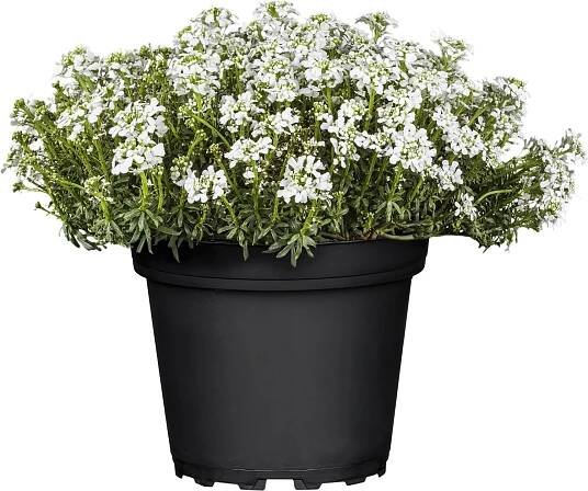 Piardino Iberka vždyzelená Iberis sempervirens; velikost květináče: 13 cm; barva květu: bílá