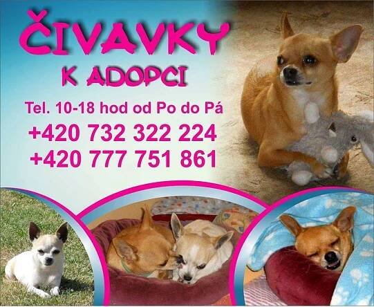 Psi k adopci z útulků, azylů a neziskových organizací