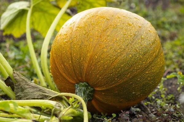 Dýně Zahrada Squash - Fotografie zdarma na Pixabay