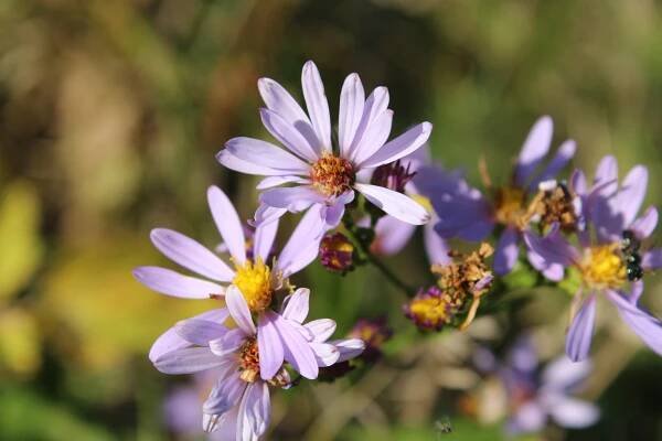 bezplatná Základová fotografie zdarma na téma astra, bokeh, botanický Základová fotografie