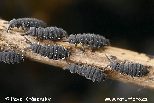 Chvostoskok | Naturfoto.cz