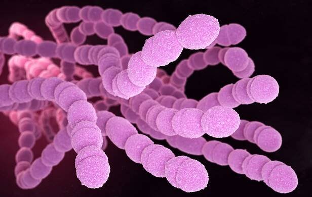Streptococcus pneumoniae, neboli pneumococcus, je grampozitivní kohout ve tvaru patogenní bakterie, která způsobuje mnoho typů pneumokokových infekcí kromě pneumonie. 3D ilustrace — Stock obrázek