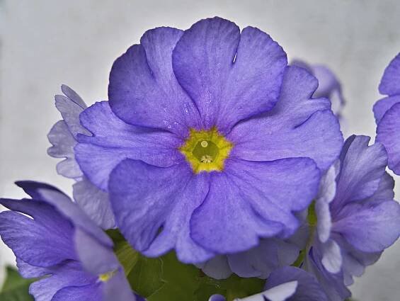 Obrázek - Primula obconica (prvosenka číškovitá) | BioLib.cz