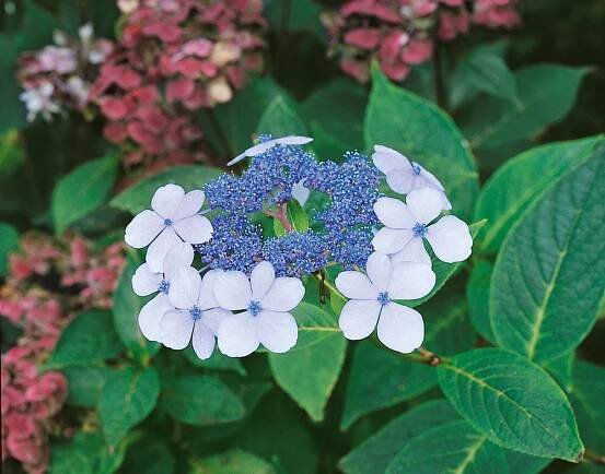Hydrangea serrata ´BlueBird´ , Hortenzie pilovitá, 20-30 cm, C2