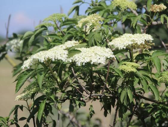 Sambucus nigra L. - Portale della Flora d'Italia / Portal to the Flora of Italy