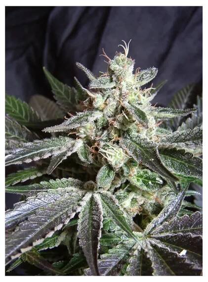 Black Jack