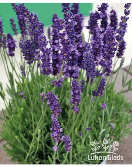 Lavandula angustifolia SPEAR BLUE - levandule úzkolistá