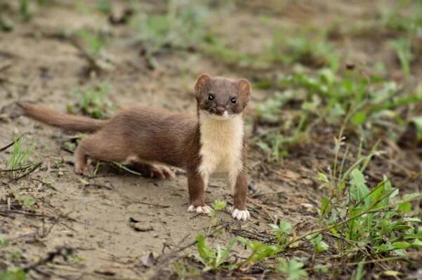 Lasice kolčava (Mustela nivalis)