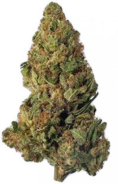 7g Berry White x Mango Haze (Greenhouse) Hemp