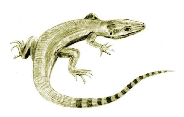 Archaeothyris – Wikipedie