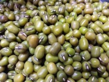 Mungo fazole - Malí Zelenáči microgreens