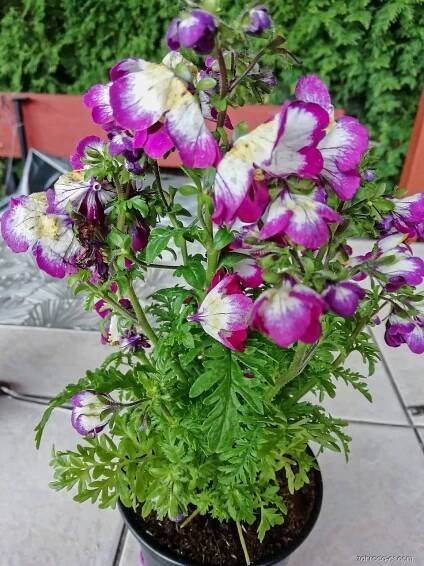 Klanokvět (Schizanthus)