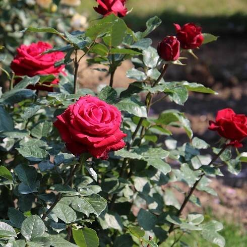 Růže velkokvětá pnoucí tmavě červená – Rosa – prodej sazenic růží
