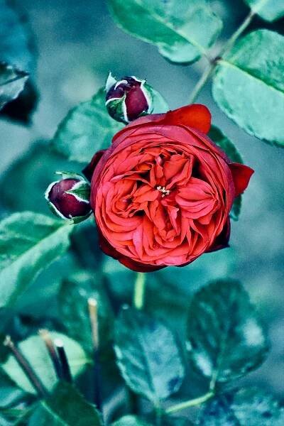 bezplatná Základová fotografie zdarma na téma botanická zahrada, červená barva, červená kytka Základová fotografie