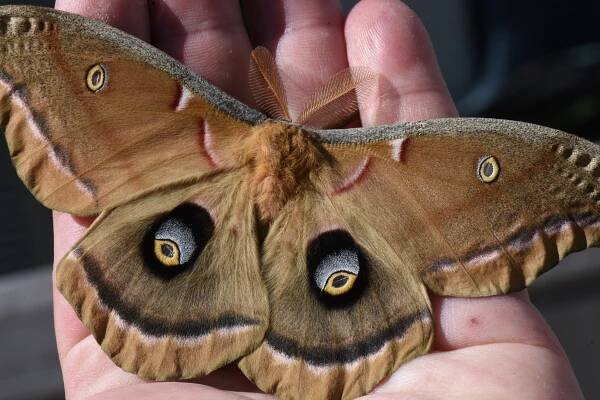 Flat, Triangular Winged Moths