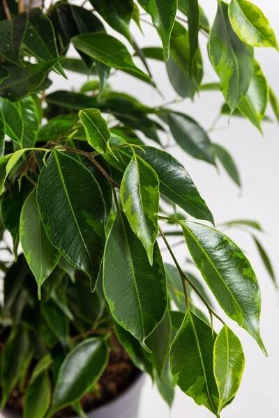 Fíkus, Ficus benjamina Anastasia, zeleno - žlutý, průměr květináče 14 cm-20868