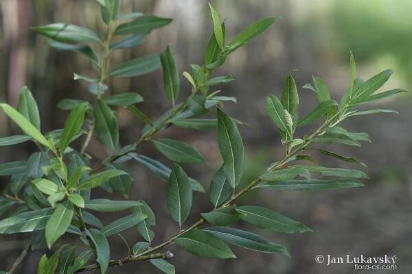 Vrba trojmužná (Salix triandra)