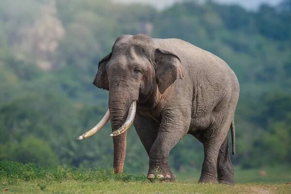 Conservation news on Wildlife