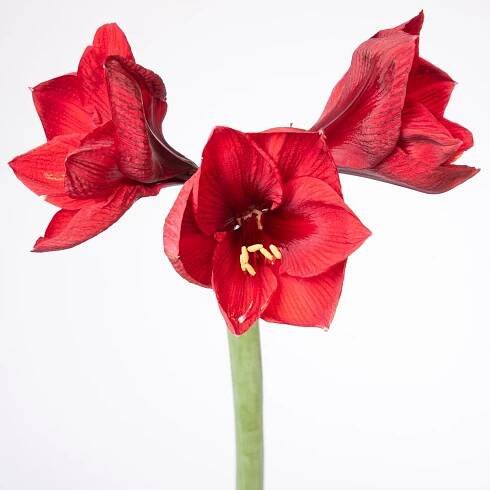 Hvězdník Benfica – Hippeastrum – cibulky amarylky