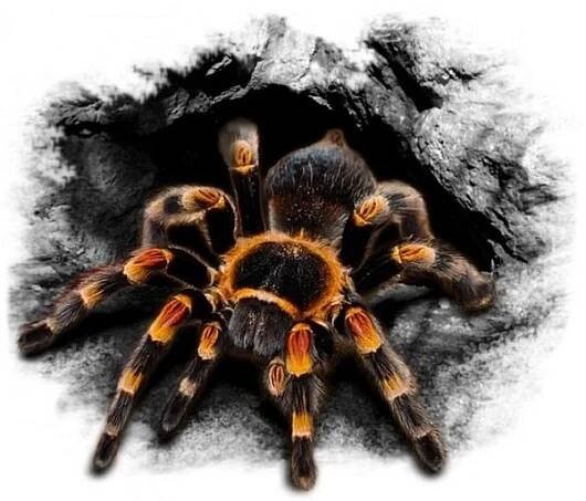 Avisa Samolepka na auto tarantule