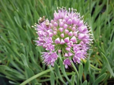 Allium " Little Saphire " - česnek okrasný Zahradnictví Krulichovi - zahradnictví, květinářství, trvalky, skalničky, bylinky