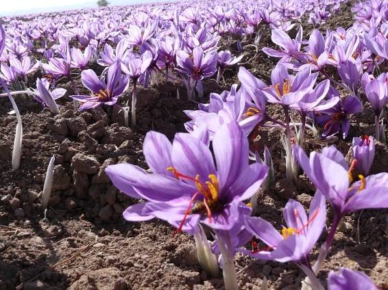safran_farm