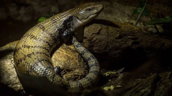 Zvířata – 11. stránka – Zoo Liberec