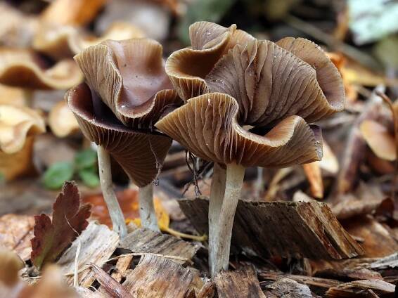 Psilocybe cyanescens - lysohlávka modrající - myko.cz