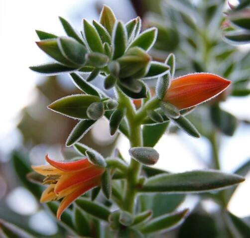 kalanchoe