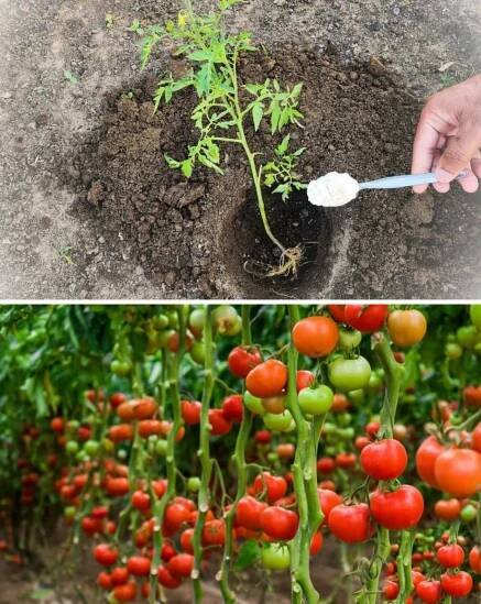 Nejlepší průvodce pěstováním rajčat: Odborné tipy pro bohatou úrodu - iRecept
