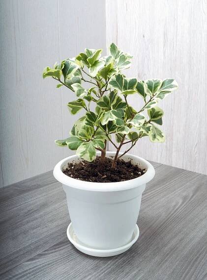 ficus triangularis je stálezelený vytrvalý keř rodiny mulberry - fíkus benjamin - stock snímky, obrázky a fotky