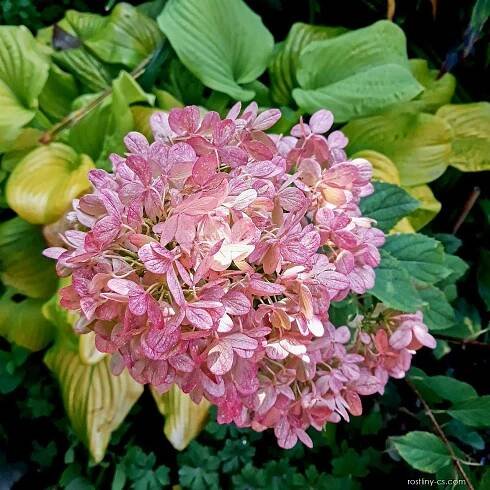 Hortenzie latnatá Graffiti (Hydrangea paniculata)