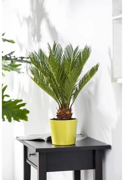 Landgard Cykas japonský (Cycas revoluta) cca výška 60-80 cm, pr. 24 cm