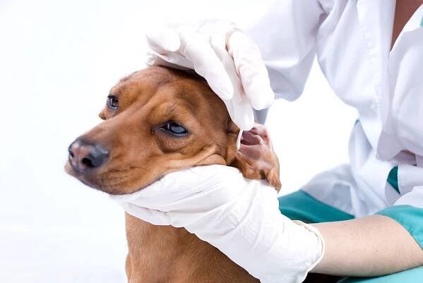 Dermatitida u psů, příznaky a léčba
