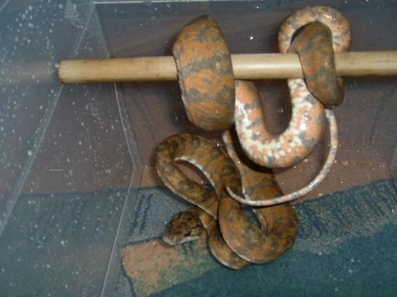 Pochlubte se - Psohlavci (Corallus) - poradna.net