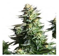 Amnesia Haze