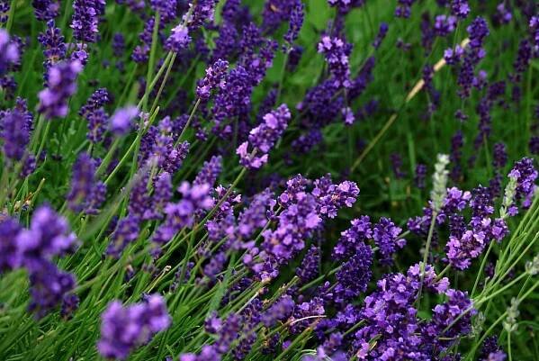 Lavandula en flor