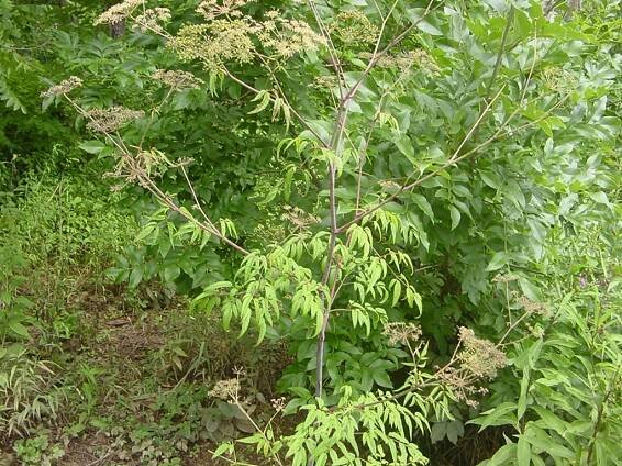Cicuta maculata - spotted water hemlock