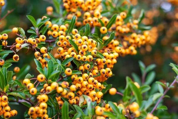 Pyracantha: everything about the shrub - Plantura