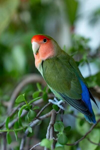 Free Close-up of a rosy-faced lovebird on a branch surrounded by lush green leaves. Stock Photo