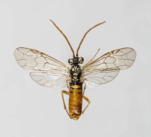 Perineura