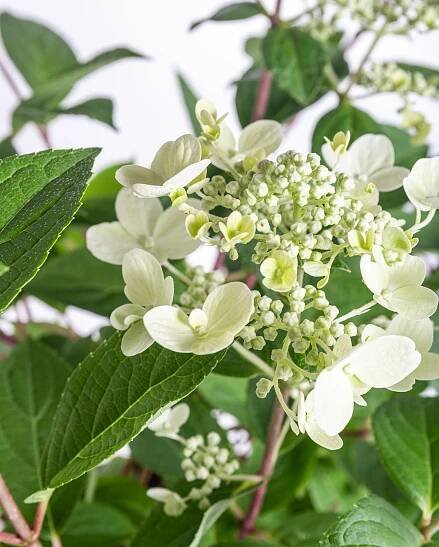 Hortenzie latnatá, Hydrangea paniculata Wim's Red, skladem | ZAZUMi.cz