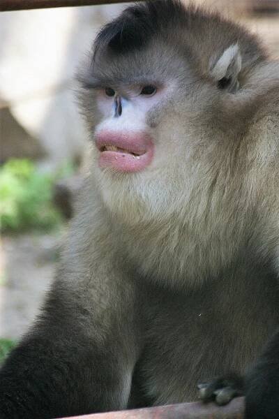 Obrázek - Rhinopithecus bieti (langur Bietův) | BioLib.cz