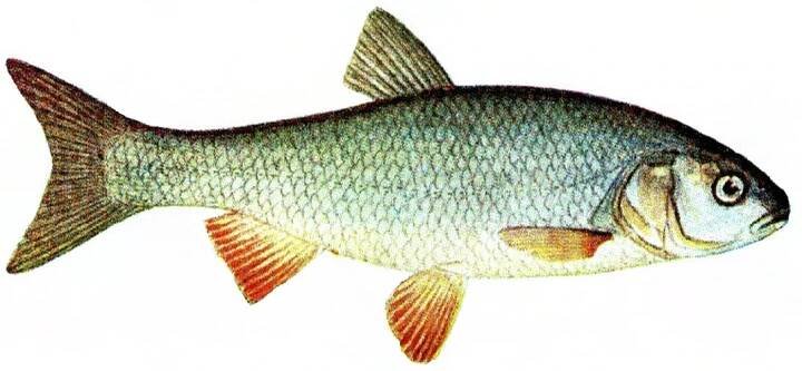 Leuciscus (jelec) – Wikipedie