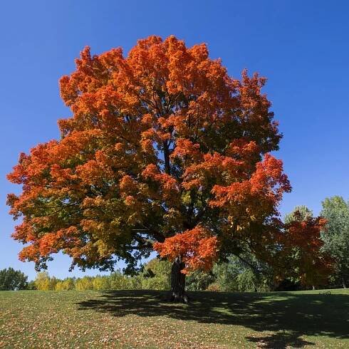 Drake Elms Tree — Jacksonville, FL — The Branch Manager Tree Service