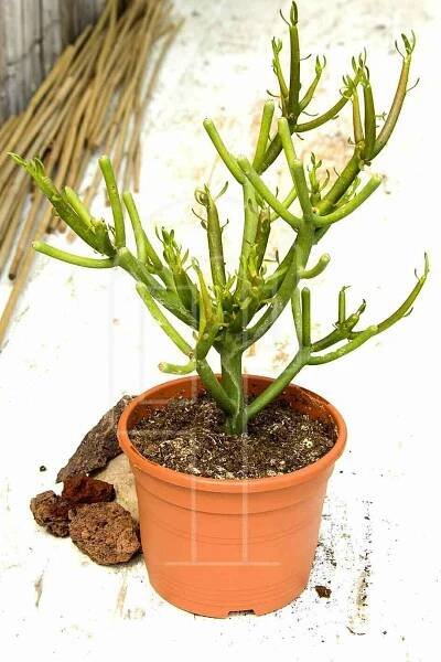 Euphorbia tirucalli en maceta de 14 cm